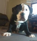 Alapaha Bulldog Puppies 3 Left