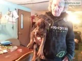 Male ckc 9 weak old doberman