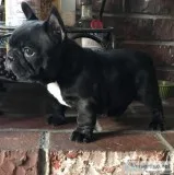 Female AKC Frenchie