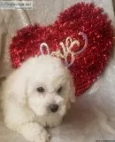 Bichon Frise