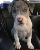 Merle Pitbull Puppies