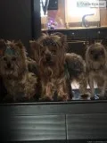 Yorkie adults