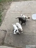 Greyhound puppies