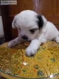 Shichon puppies (Coco boy 2)