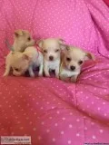 Chihuahua puppies need home
