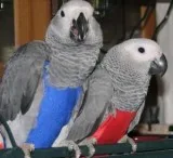 ADORABLE AND CUTE AFRICAN GREY BIRDS
