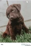 Chesapeake Bay Retrievers
