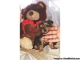 Purebred Yorkshire Terriers For Sale