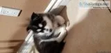 Severian husky 6 week hold
