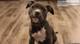 Purebred Pitbull Puppies READY TO GO