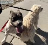 2 dogs looking for a new home