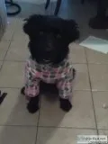 7 month old female border collie mix