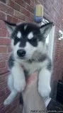 Siberian husky puppies ready now
