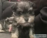 Lovely Male And Female Schnauzer Puppies