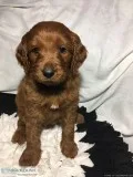 Benny Male Goldendoodle