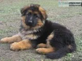 Male Red and Black German Shepherd Oversized Puppy