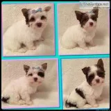 Adorable AKC Chocolate Parti Puppies