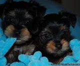 Yorkie Pppies ReHoming