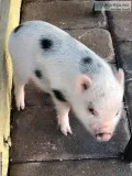 Mini Female Baby Pig
