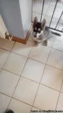 Huskydoodle Puppies