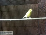 Canaries