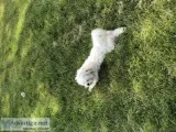 1 year old maltese mix for sell