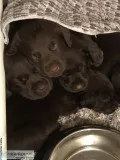 Silver factored Chocolate Labrador puppies