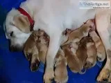 Golden Retriever  Labrador Retriever Puppies
