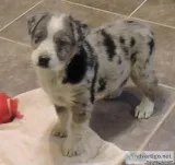Australian Shepherd Cross Puppies