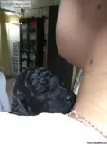 AKC Standard Poodle Puppy - female Blue