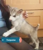 Siberian Husky Puppies