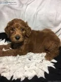 Max Male Goldendoodle