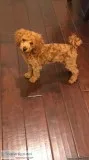 AKC Toy Red Poodle for sale