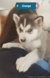 Perfect Husky Hybrid Puppies