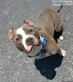 4 yr Loveable Bully