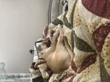 BoxerHusky Puppy