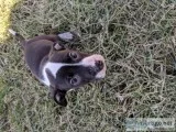 American Bully female
