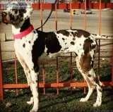 rehoming 2 Great Danes