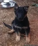 German Shepherd puppy