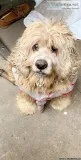Cocker Spaniel 4Sale