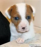 Beautiful Shortie Jack Russell Terrier Puppies