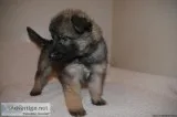 Akc German Shepherd Puppies