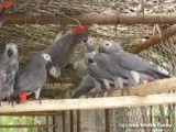 Adorable Talking African Grey Parrots