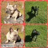 Frenchton puppies coming soon