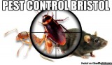 Pest control in Bristol by Aman Pest Control