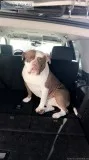 XXL Pitbull Pups