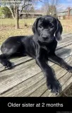 ACHC Goldmaraner puppies