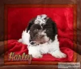 Harley Male AKC Havanese