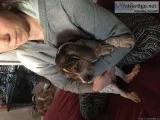 Red tick coonhound mix puppies