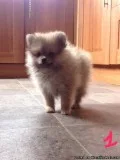 Stunning Pomeranian Puppies True To Type